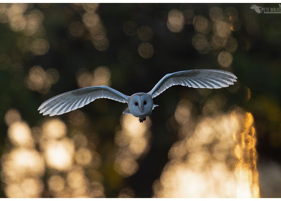 Norfolk Dawn Barn Owl