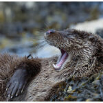 Yawning Otter