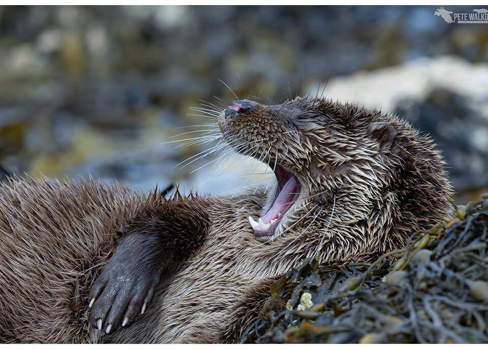 Yawning Otter