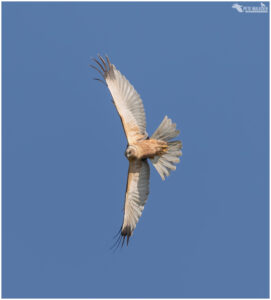 Marsh Harrier