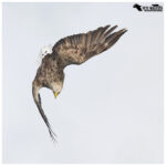 White-Tailed Eagle
