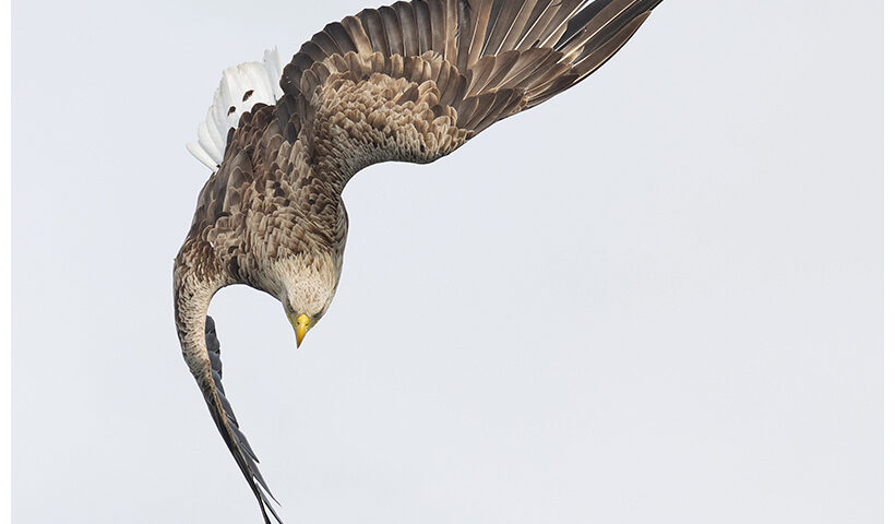 White-Tailed Eagle
