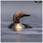 Black Throated Diver