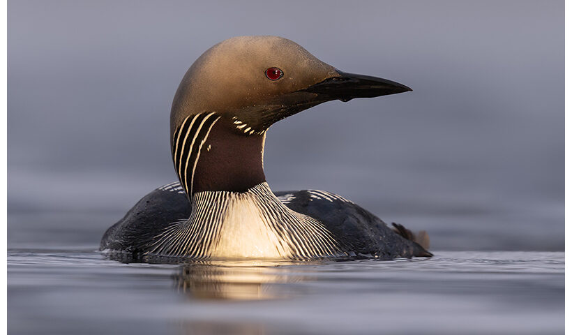 Black Throated Diver