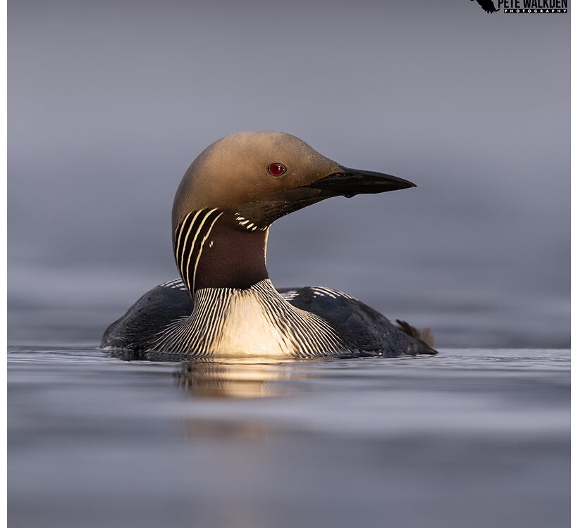 Black Throated Diver