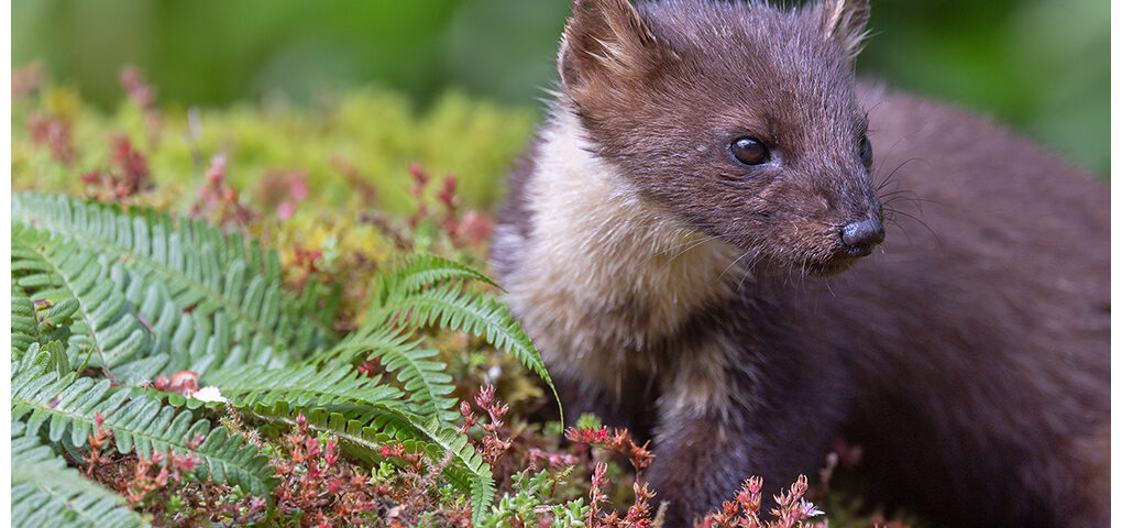 Pine Marten