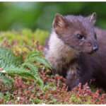 Pine Marten