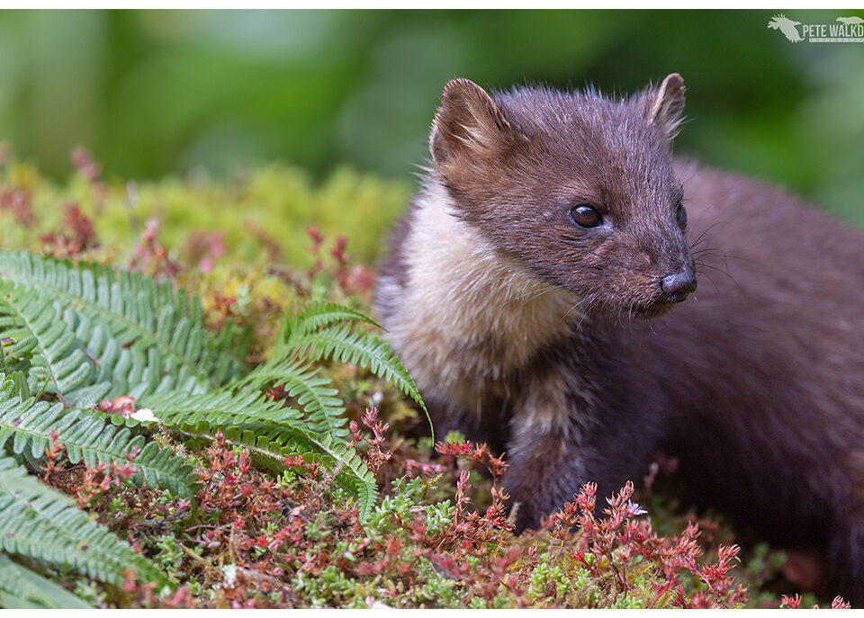 Pine Marten