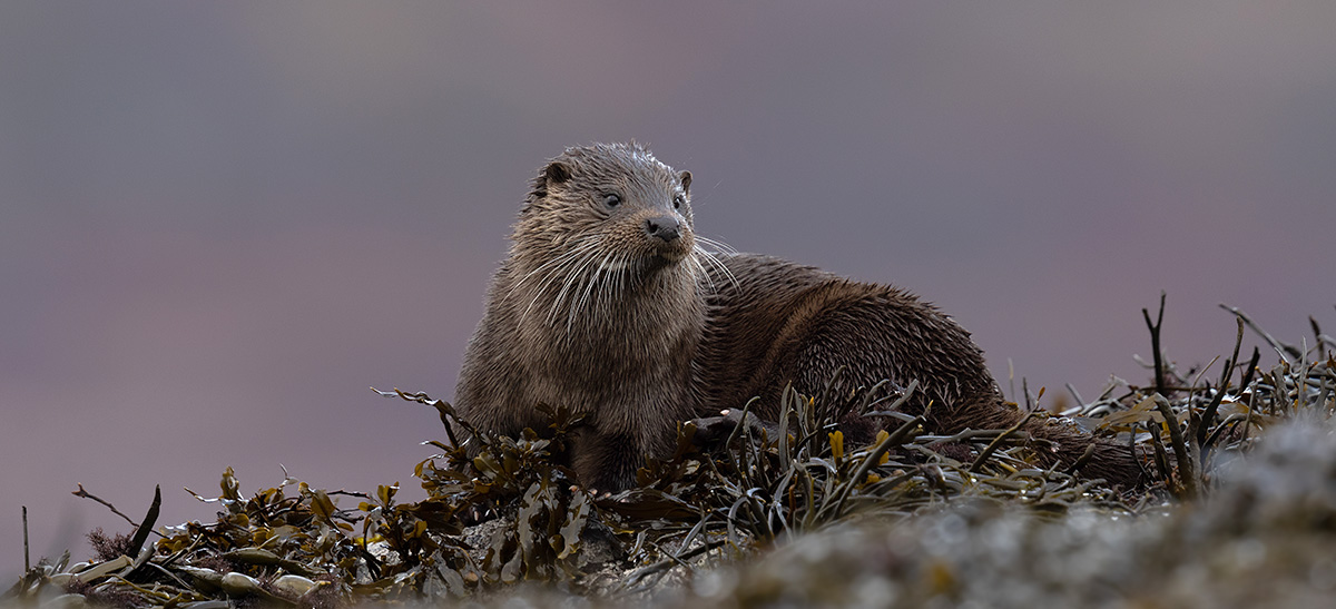 Otter Photography Tour On The Isle Of Mull