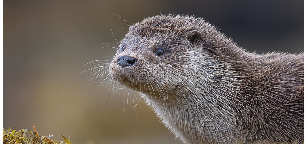 Otter