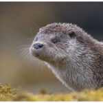 Otter