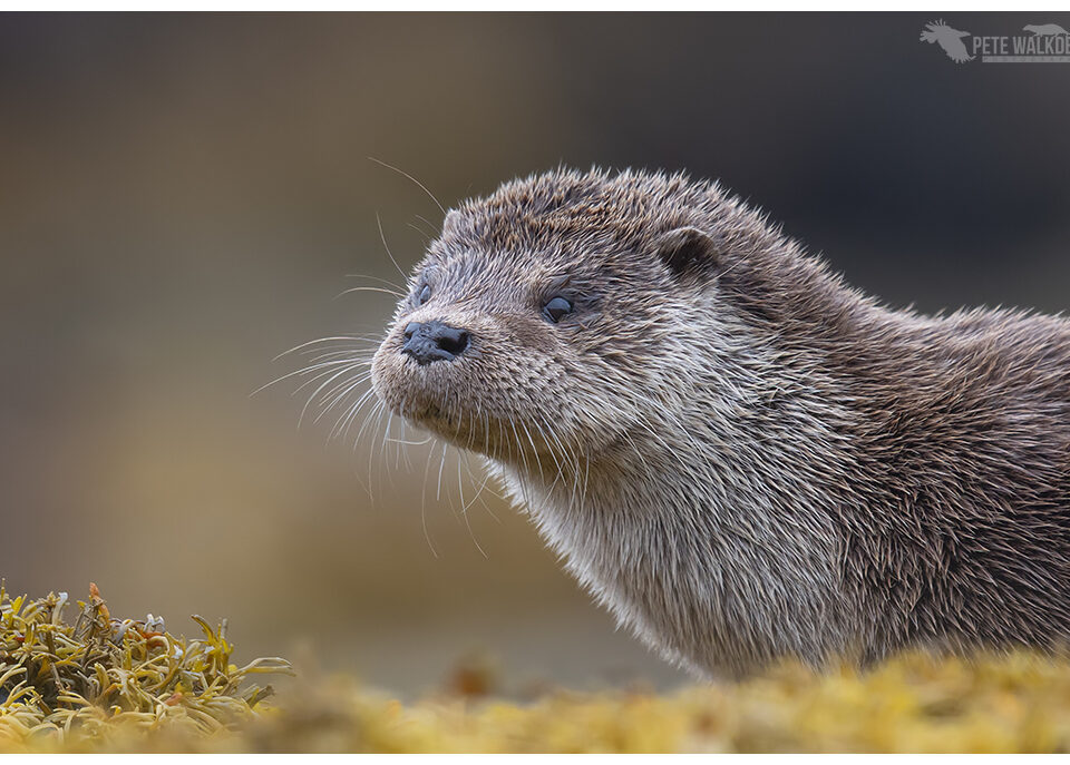Otter