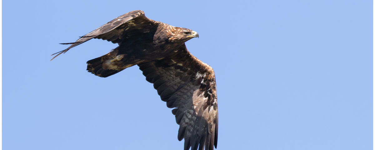 Golden Eagle On Lewis