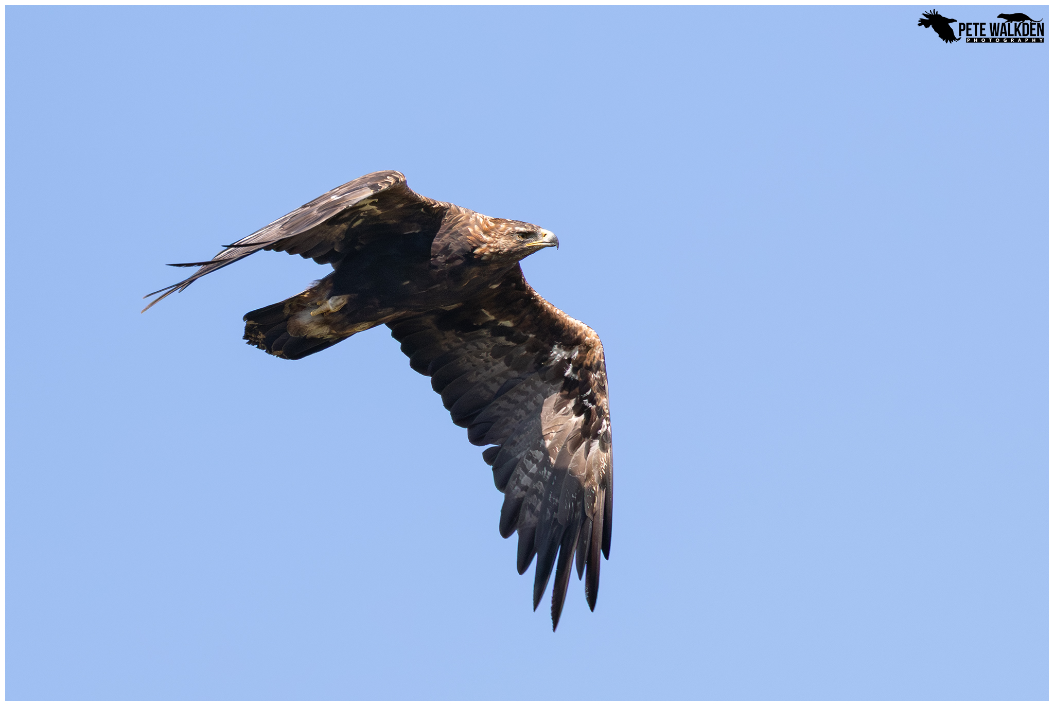 Golden Eagle On Lewis