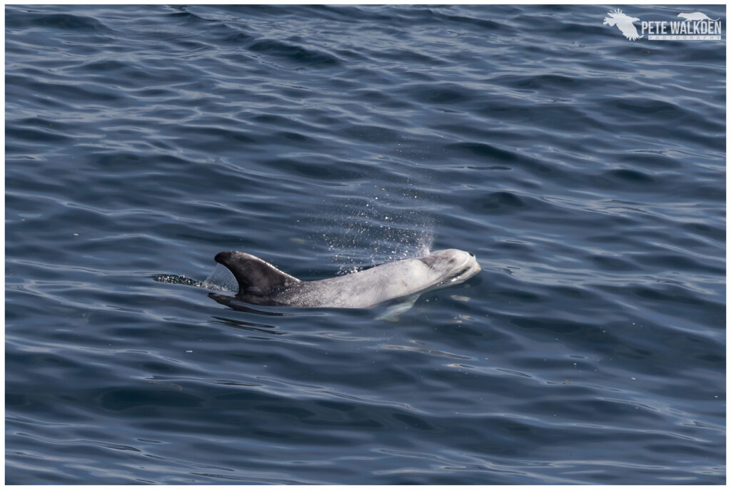 Risso's Dolphin
