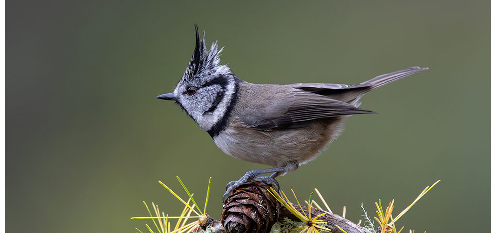 Crested Tit