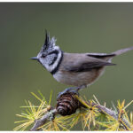 Crested Tit