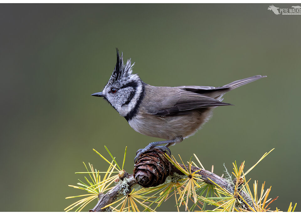 Crested Tit