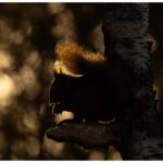 Red Squirrel