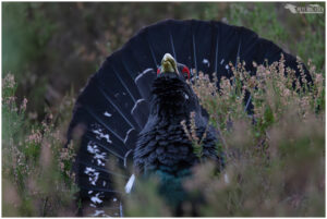 Capercaillie
