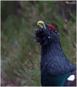 Capercaillie