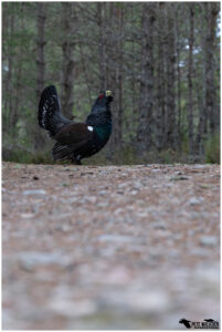 Capercaillie