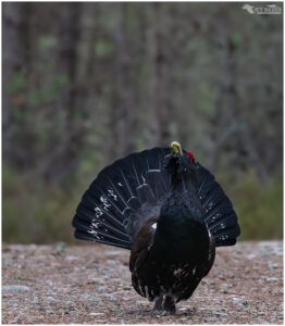 Capercaillie