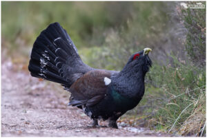 Capercaillie