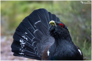 Capercaillie