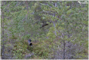Capercaillie