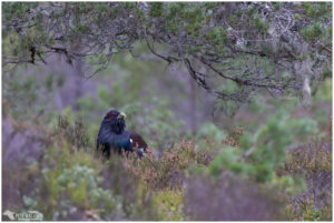 Capercaillie