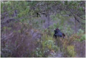 Capercaillie