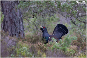 Capercaillie