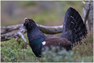 Capercaillie