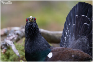 Capercaillie