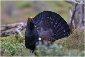 Capercaillie