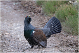 Capercaillie