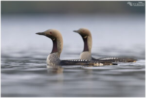 Black Throated Divers