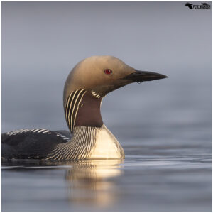 Black Throated Diver