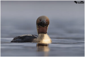 Black Throated Diver