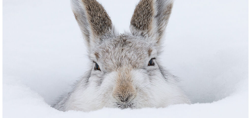 Mountain Hare