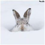 Mountain Hare