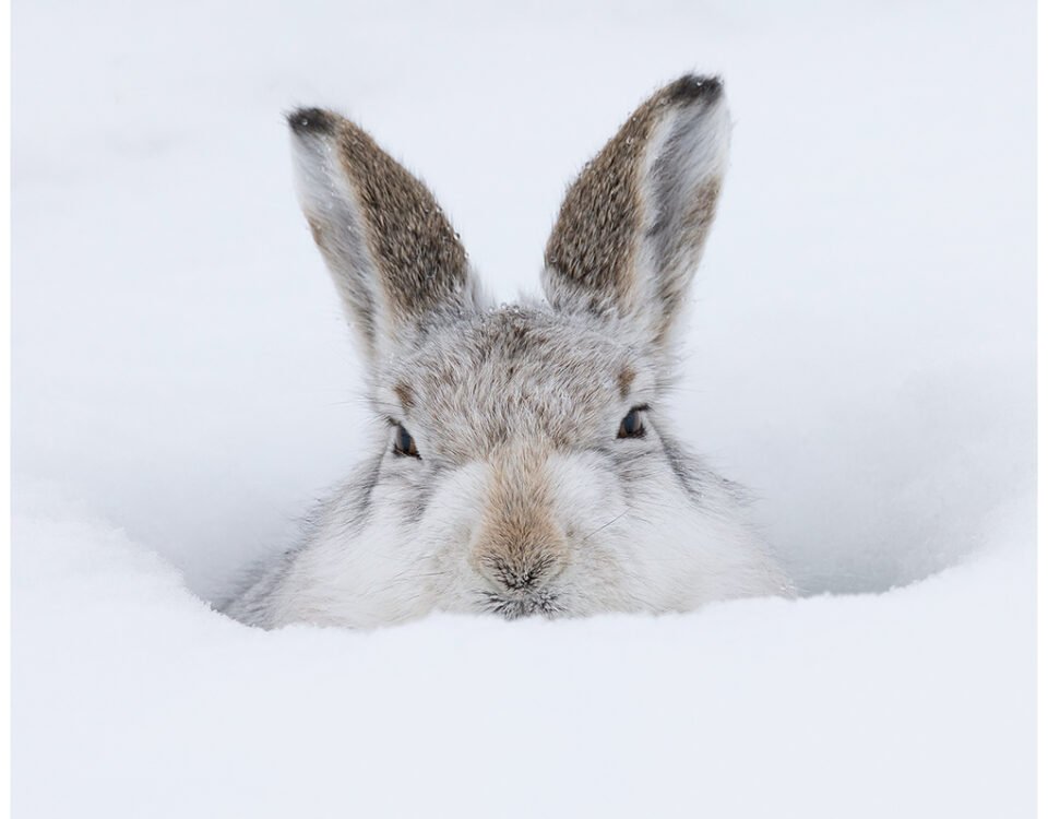 Mountain Hare