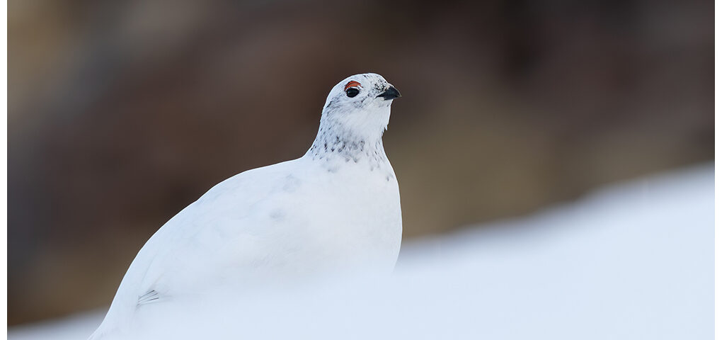 Ptarmigan