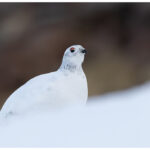 Ptarmigan