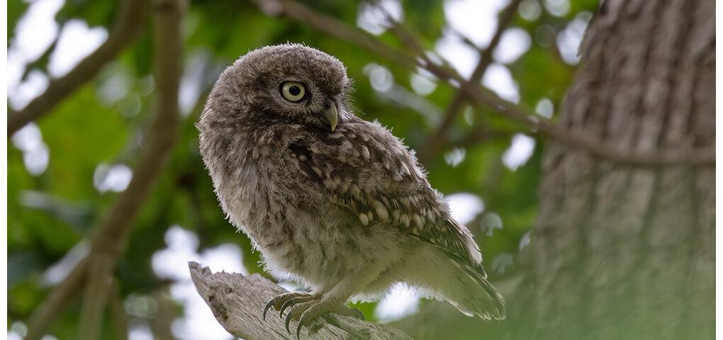 Little Owl Chick