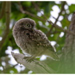 Little Owl Chick