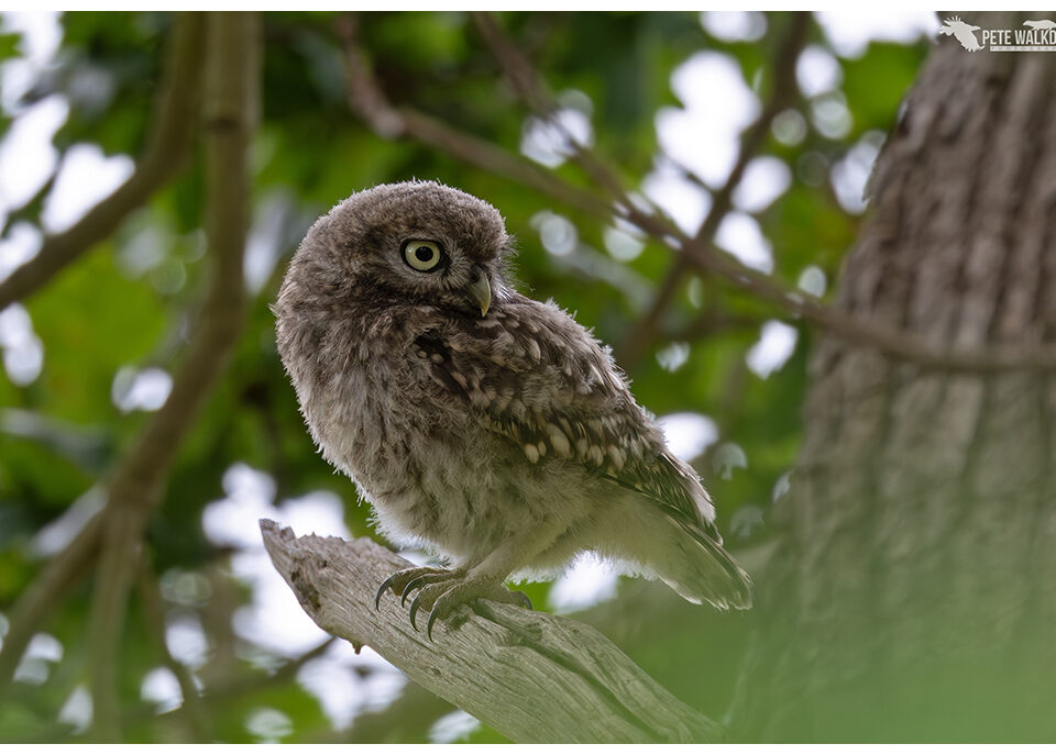 Little Owl Chick