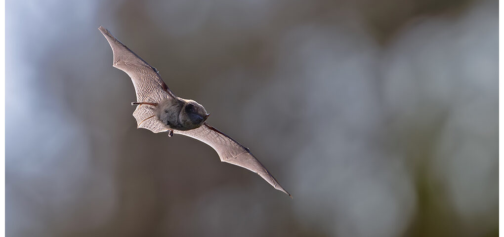 Pipistrelle bat
