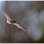 Pipistrelle bat
